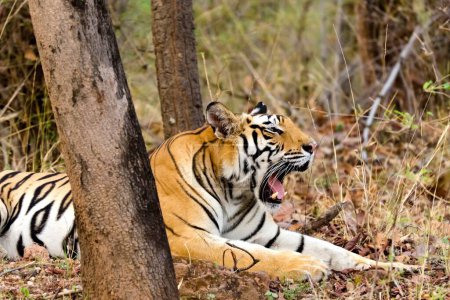 Bengal Tiger gähnt im Bandhavgarh Nationalpark in Madhya Pradesh Indien