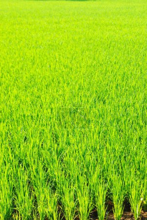 Foto de Cultivo, arrozal verde, Bhubaneswar, Orissa, India - Imagen libre de derechos