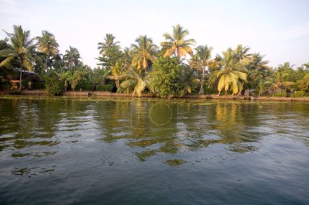 Coconut trees near at Backwaters , Alleppey , Kerala , India