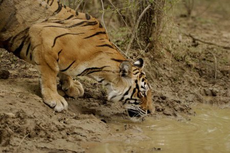 Tiger Panthera tigris drinking water , Ranthambore National Park , Rajasthan , India