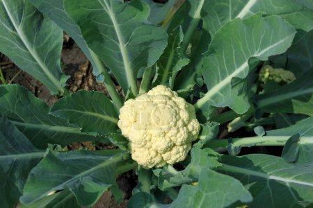 Photo for Green vegetable cauliflower brassica oleracea growing in field - Royalty Free Image