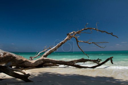 Paisaje marino Kalapathar Beach Havelock island Andaman India Asia
