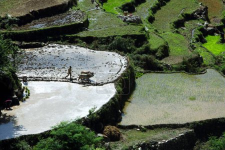 Photo for Cattles fields Uttarakhand India Asia - Royalty Free Image
