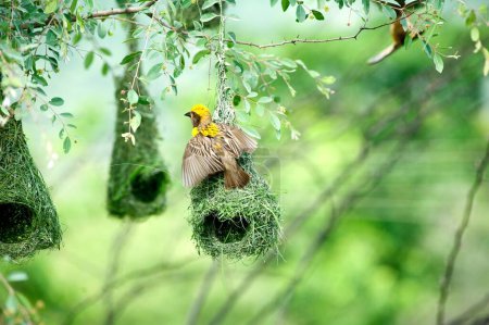 baya tejedor nido indio aves salvaje vida india
