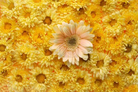 Téléchargez les photos : Gerbera jaune fleurs texture fond - en image libre de droit