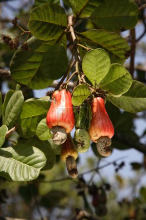 Frutos de anacardo rojo con semillas de anacardo en la planta, región de Konkan, Maharashtra, India