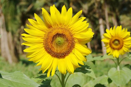 Foto de Flor de semilla de aceite amarillo y dorado, flor del sol, Helianthus annuus, plantación de girasol, campo - Imagen libre de derechos