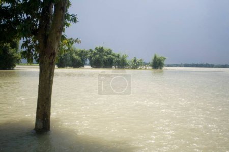 Photo for Trees in water of Kosi river flood of Bihar 2008 in Purniya district , Bihar , India - Royalty Free Image