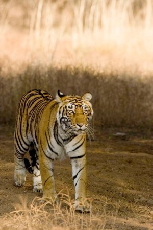 Téléchargez les photos : Tiger Panthera Tigris dans le parc national de Ranthambore, Rajasthan, Inde - en image libre de droit