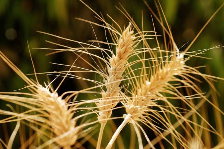 Téléchargez les photos : Trois tiges de blé doré Culture dans les champs prêts pour la récolte, Gujarat, Inde - en image libre de droit