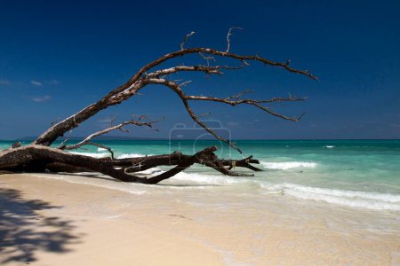 Foto de Paisaje marino Kalapathar Beach Havelock island Andaman India Asia - Imagen libre de derechos