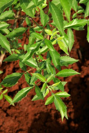 Photo for Ayurvedic medicinal plant , Scientific name vitex negundo , English name five leaved chaste tree - Royalty Free Image