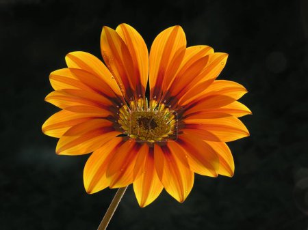 Téléchargez les photos : Gajeneya fleur sur fond noir - en image libre de droit