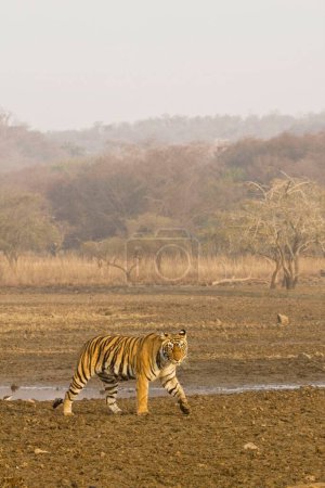 Tiger Panthera Tigris searching prey in Ranthambore National Park , Rajasthan , India