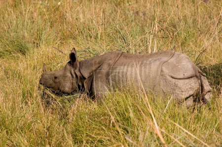 Un rhinocéros indien à cornes dans le parc national de Dudhwa, Uttar Pradesh, Inde