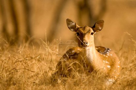 Téléchargez les photos : Axe du cerf chital ou tacheté dans le parc national de Ranthambore, Rajasthan, Inde - en image libre de droit