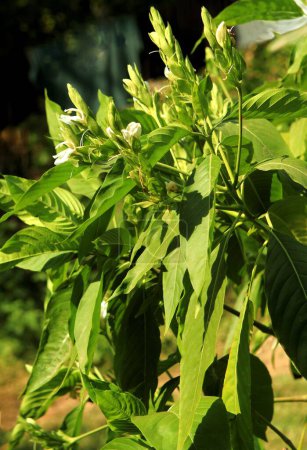 Foto de Planta medicinal ayurvédica Malabar Nut en Nemawar Madhya Pradesh India - Imagen libre de derechos