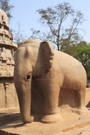 Photo for Elephant statue at Pancha Rathas carved monolith rock carving temples , Mahabalipuram , District Chengalpattu , Tamil Nadu , India UNESCO World Heritage Site - Royalty Free Image