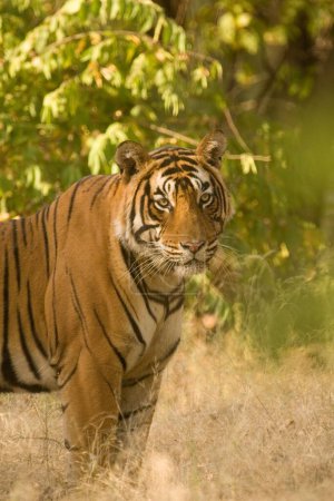 Tiger Panthera tigris , Ranthambore tiger reserve , Rajasthan , India