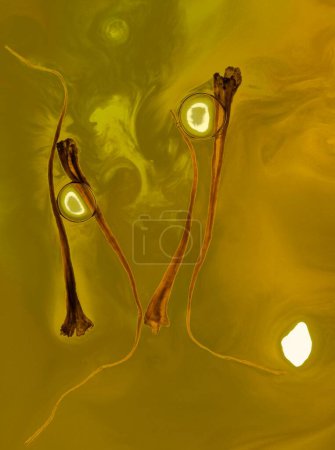 Photo for Spices , saffron thread in water on colourful background - Royalty Free Image