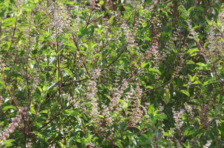 Foto de Planta, Tulsi o albahaca sagrada Ocimum sanctum, planta medicinal ayurvédica - Imagen libre de derechos