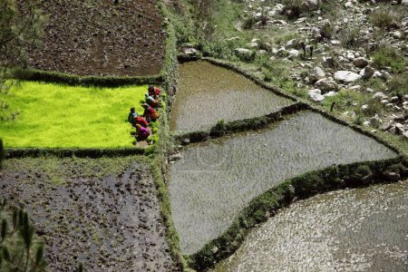 Photo for Women planting rice Uttarakhand India Asia - Royalty Free Image