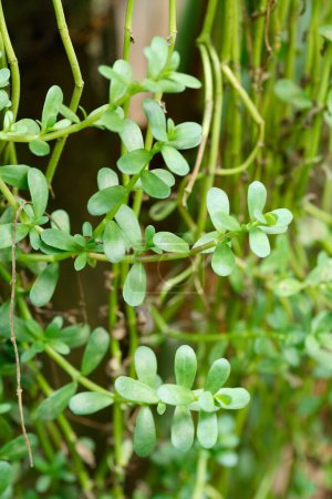 Foto de Medicina ayurvédica, planta medicinal Brahmi nombre de la India Brahmi Nombre botánico Bacopa monnieri - Imagen libre de derechos