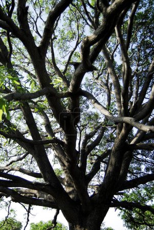 Foto de Mango tree mangifera indica en el distrito de Parbhani en Beed, Maharashtra, India - Imagen libre de derechos
