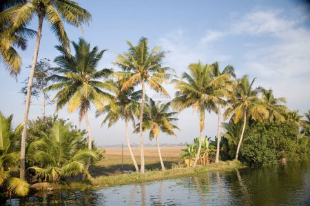 Cocos cerca en Backwaters, Alleppey, Kerala, India