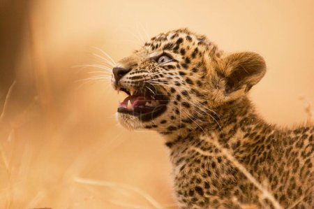 Téléchargez les photos : Gros chat bébé ou jeune louveteau léopard Panthera pardus rugissant, parc national de Ranthambore, Rajasthan, Inde - en image libre de droit