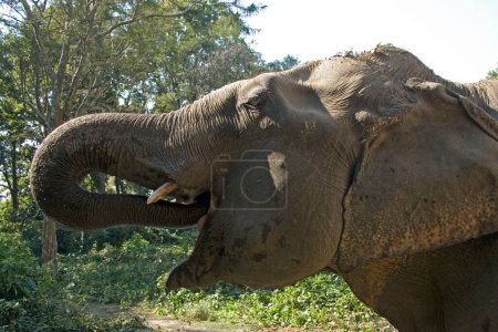 Indian elephant drinking water , Dudhwa National Park , Uttar Pradesh , India