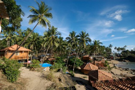 Photo for Shack of coconut and coconut trees at Palolem beach , Goa , India - Royalty Free Image