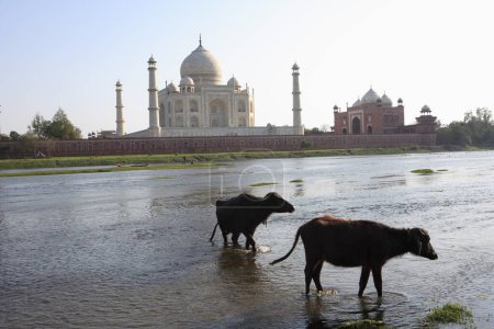 Photo for Two buffaloes in Yamuna river at Taj Mahal Seventh Wonders of World , Agra , Uttar Pradesh , India UNESCO World Heritage Site - Royalty Free Image