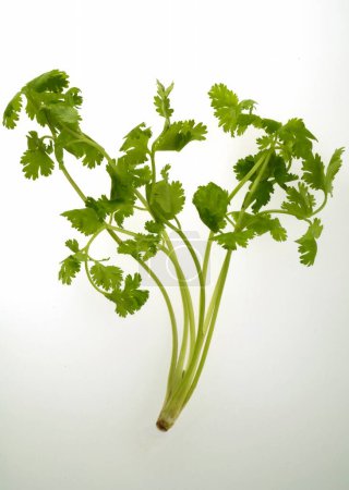 Photo for Coriander leaves on white background - Royalty Free Image