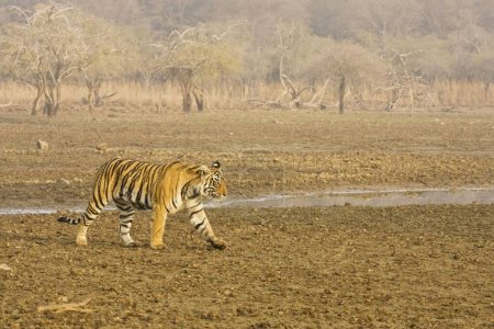 Téléchargez les photos : Tiger Panthera Tigre à la recherche de proies dans le parc national de Ranthambore, Rajasthan, Inde - en image libre de droit