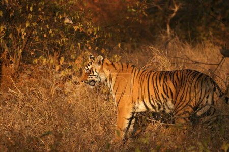 Tiger Panthera tigris , Ranthambore National Park , Rajasthan , India
