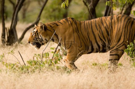 Téléchargez les photos : Tiger Panthera tigris, réserve de tigres de Ranthambore, Rajasthan, Inde - en image libre de droit