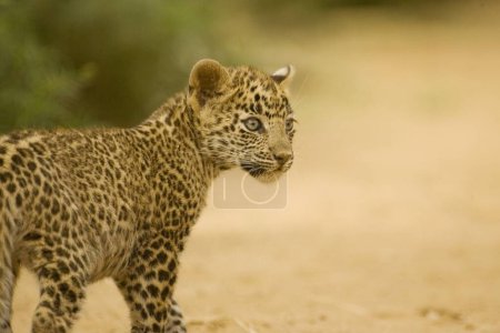 Photo for Big cat baby or young Leopard cub Panthera pardus , Ranthambore National Park , Rajasthan , India - Royalty Free Image