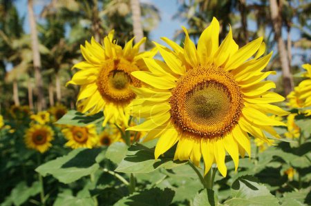 Gelbe und goldene Ölblume, Sonnenblume, Helianthus annuus, Sonnenblumenplantage, Feld