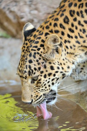 Léopard panthera pardus eau potable, réserve de tigres de Ranthambore, Rajasthan, Inde