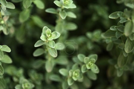 Plante médicinale Marwa Origanum marjorana