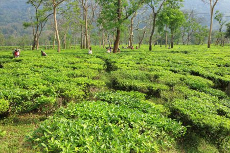 Téléchargez les photos : Femmes cueillant des feuilles de thé, Assam, Inde - en image libre de droit