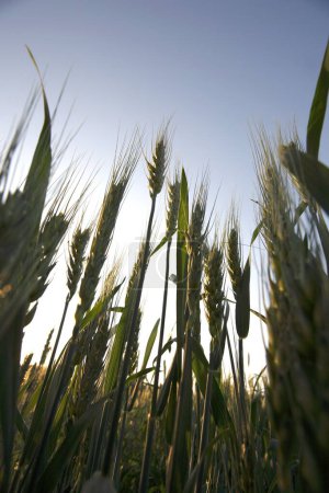 Photo for Grain , crop of wheat Gehun Triticum aestivum in field , Maharashtra , India - Royalty Free Image