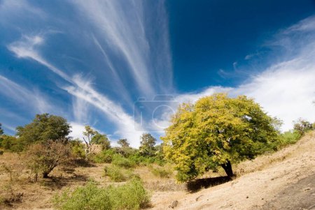 Landschaft des großen Tamarindenbaums am Gavilgad Fort Chikhaldara, Bezirk Amravati, Maharashtra, Indien