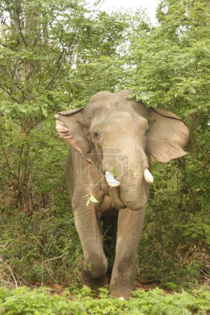 Coussin éléphant asiatique Elephas maximus, Corbett Tiger Reserve, Uttaranchal, Inde
