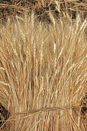 Téléchargez les photos : Bundle of golden wheat triticum aestivum, Madhya Pradesh, Inde - en image libre de droit