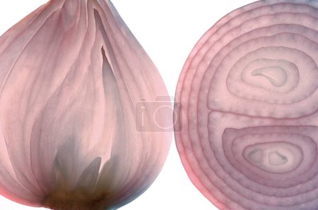 Vegetable , onion or pyaaz Allium Cepa edible bulb on white background