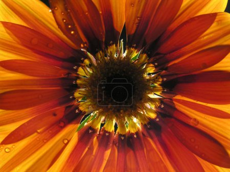 Téléchargez les photos : Gouttes d'eau sur la fleur Gajeneya - en image libre de droit