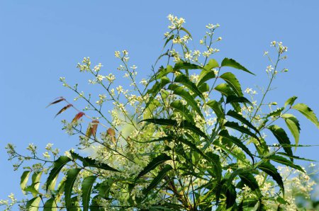 Heilpflanze, Grüner Neem-Baum Melia Azadirachta Lin