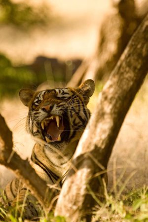 Téléchargez les photos : Tiger Panthera tigris snarling, réserve de tigres de Ranthambore, Rajasthan, Inde - en image libre de droit
